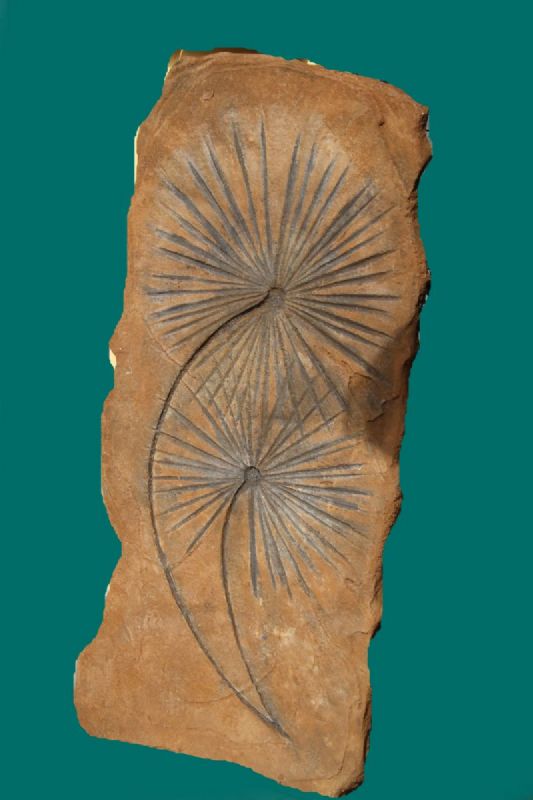 Art Creations  - rock art