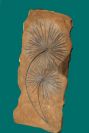 rock art